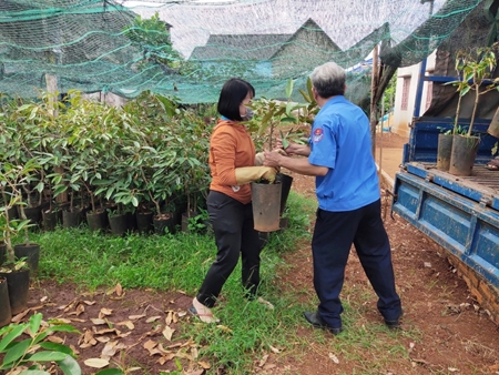 Khuyến nông Buôn Ma Thuột liên kết hỗ trợ cây giống sầu riêng cho nông dân trồng xen trong cà phê năm 2024