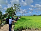 Kiên Giang Đưa quy trình sản xuất lúa phát thải thấp vào đồng ruộng