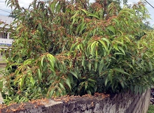 Lạng Sơn ngăn châu chấu tre lưng vàng bùng phát gây hại cây trồng