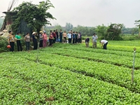 Tuyên Quang 30 học viên được tập huấn phương pháp, nghiệp vụ cho tổ Khuyến nông cộng đồng