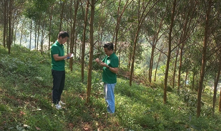 Tuyên Quang Hiệu quả bước đầu mô hình trồng rừng gỗ lớn thâm canh