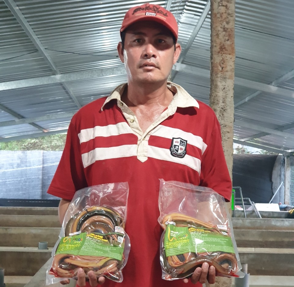 Phú Yên Nuôi lươn theo chuỗi giá trị