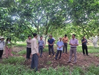 Tây Ninh Tập huấn quy trình canh tác, bảo quản và ghép chuyển đổi trên một số cây ăn quả
