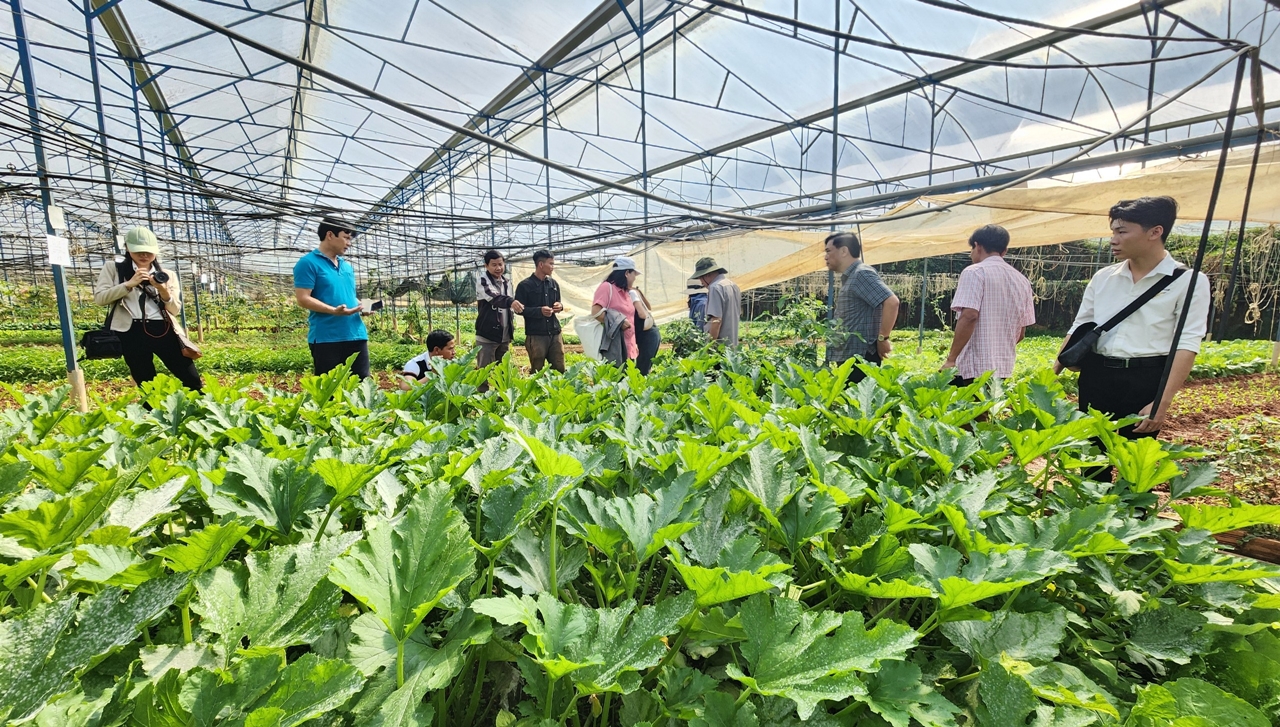 Liên kết chuỗi trong sản xuất nông nghiệp hữu cơ theo hướng nâng cao giá trị