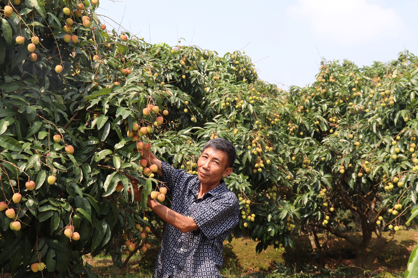 Hướng dẫn phòng chống bão số 3 đối với cây trồng và cây lâm nghiệp