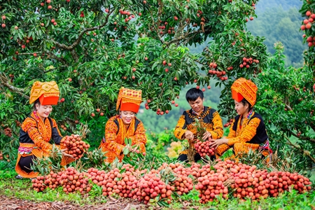 Nét đẹp mùa thu hoạch vải thiều vùng cao của tỉnh Bắc Giang