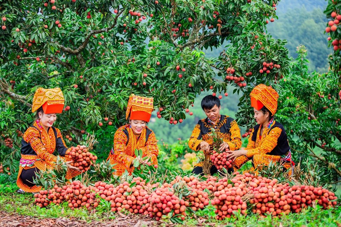 Vận chuyển vải thiều