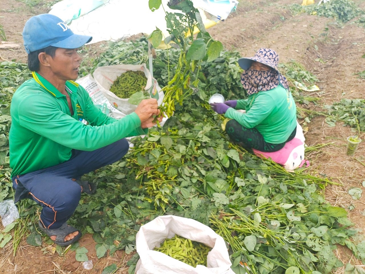 An Giang Nông dân trúng mùa đậu nành rau vụ Hè Thu 2024