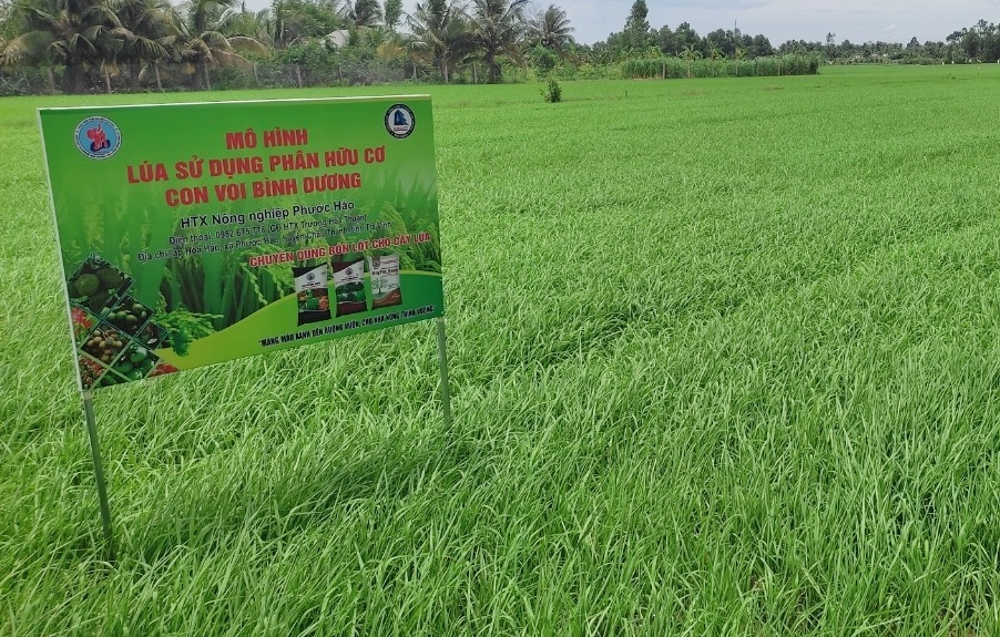 Trà Vinh Mô hình sản xuất lúa chất lượng cao giảm phát thải thấp gắn với tăng trưởng xanh