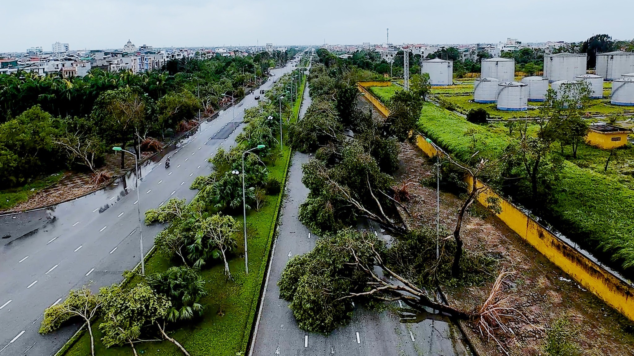Quy trình phục hồi cây gỗ bóng mát bị ảnh hưởng sau bão