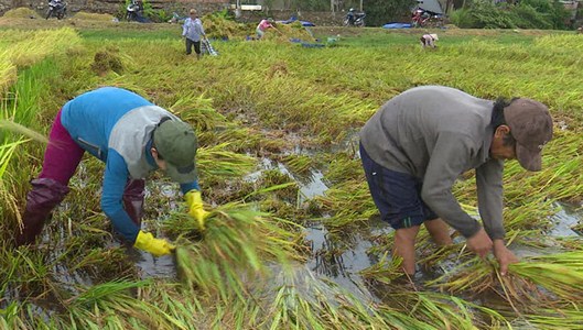 Biện pháp khắc phục úng ngập sau mưa bão đối với lúa