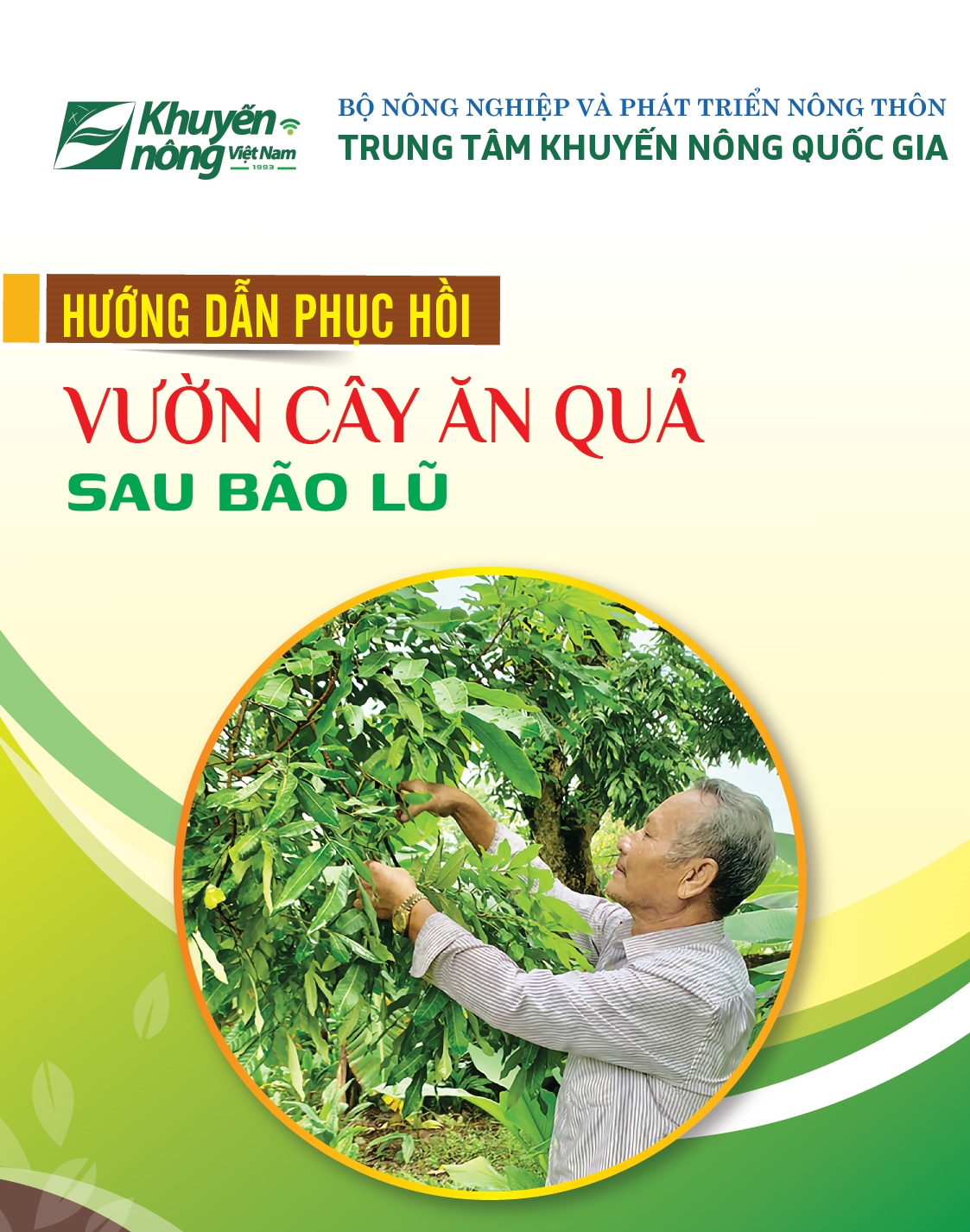 Hướng dẫn phục hồi vườn cây ăn quả sau bão lũ