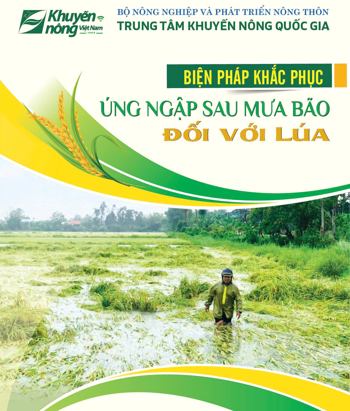 Biện pháp khắc phục úng ngập sau mưa bão đối với lúa