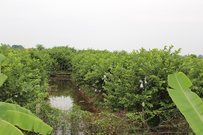 Trạm Khuyến nông Vĩnh Bảo Hải Phòng hướng dẫn kỹ thuật phục hồi cây ổi lê Đài Loan sau bão lụt video