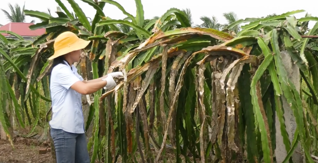 TTKN Hải Phòng hướng dẫn khắc phục vườn thanh long sau mưa bão