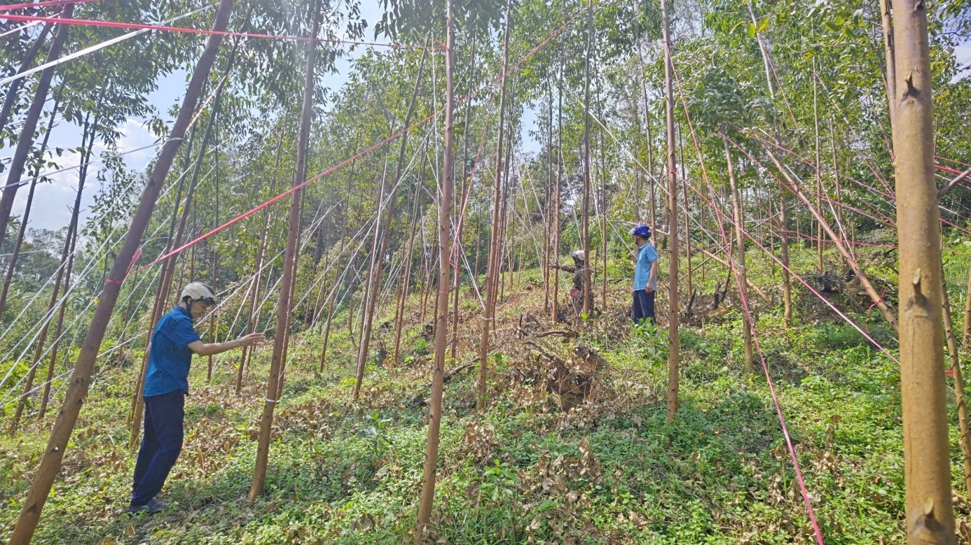 Hệ thống Khuyến nông Lạng Sơn tích cực thực hiện phong trào tham gia khôi phục sản xuất sau bão lũ