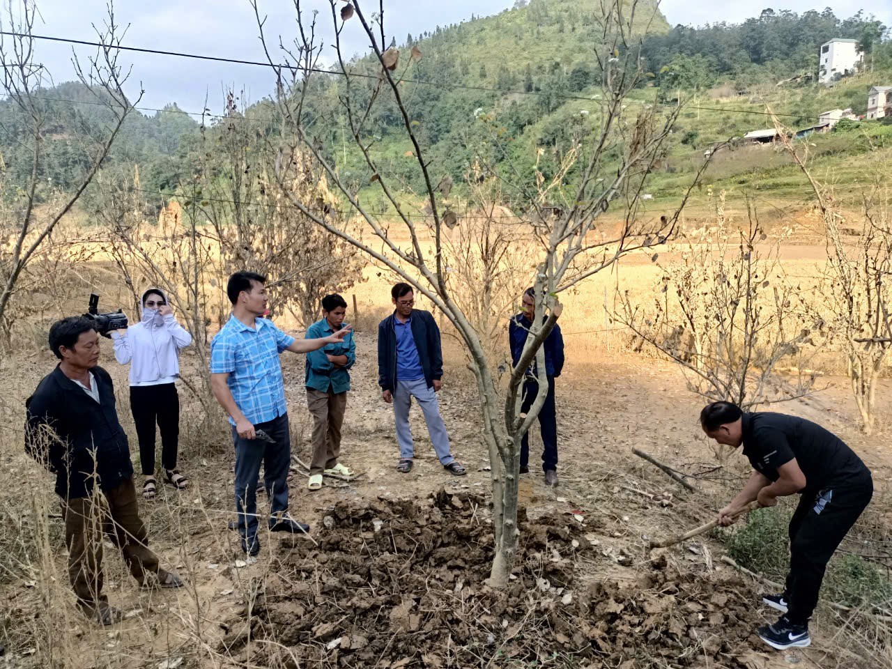 Lào Cai Hướng dẫn khôi phục vườn cây ăn quả ôn đới cây lê sau bão lũ