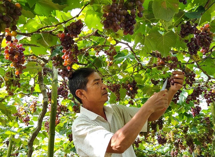 Cà Mau Trồng nho nơi đất mặn, hiệu quả bước đầu