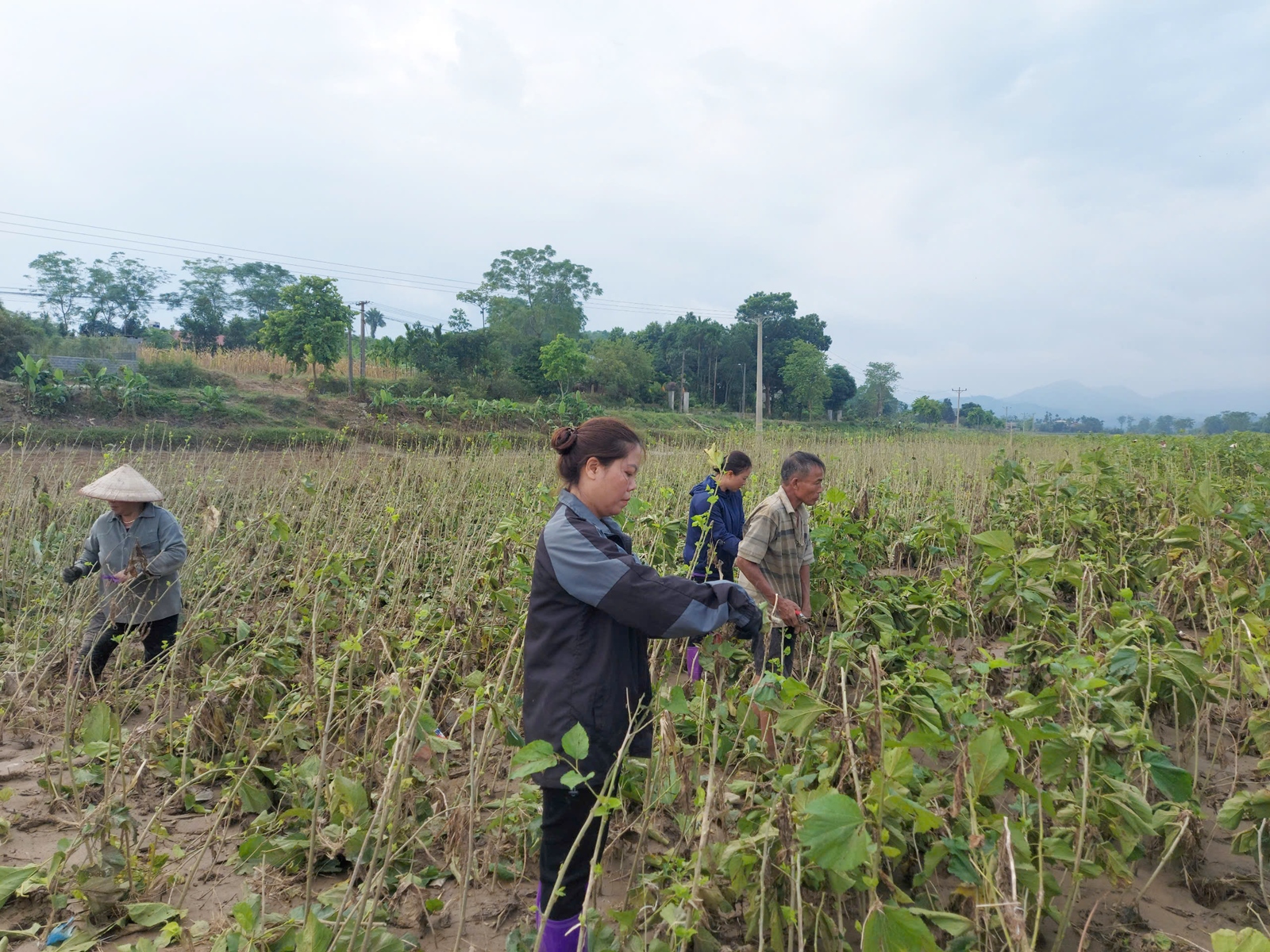 “Nông dân gặp khó - có khuyến nông”