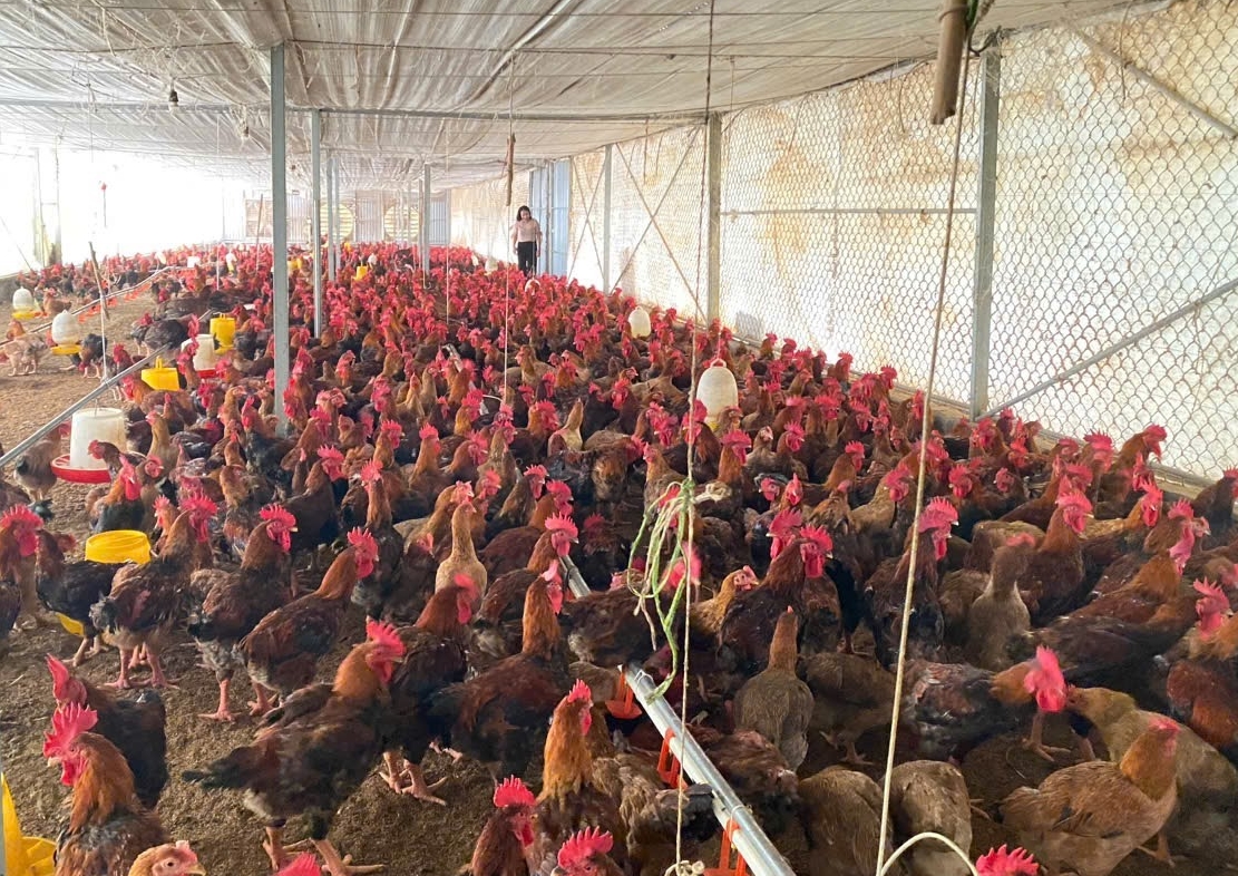 Nghệ An Thực hiện thành công mô hình chăn nuôi gà thương phẩm theo tiêu chuẩn VietGAHP, ứng dụng công nghệ Blockchain