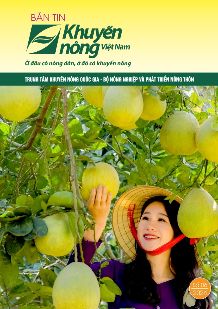 Bản tin Khuyến nông Việt Nam số 6-2024