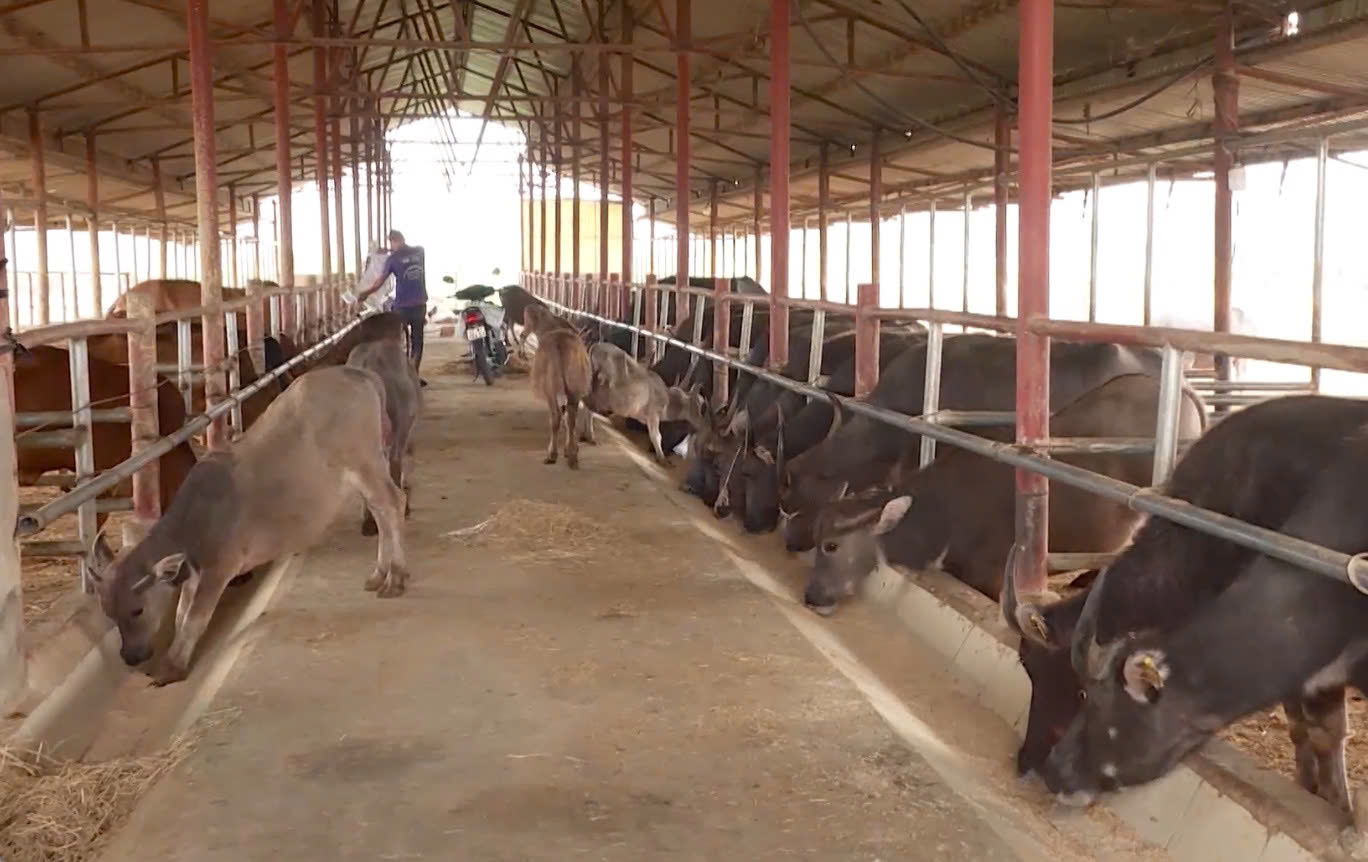 Các giải pháp phát triển chăn nuôi đại gia súc bền vững gắn với tiêu thụ sản phẩm