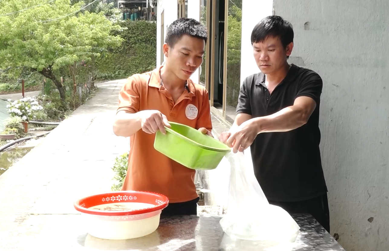 Phát triển nuôi cá nước lạnh hiệu quả và bền vững tại các tỉnh phía Bắc