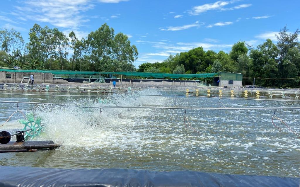 Nhiều giải pháp nhằm hạn chế dịch bệnh trên tôm nuôi