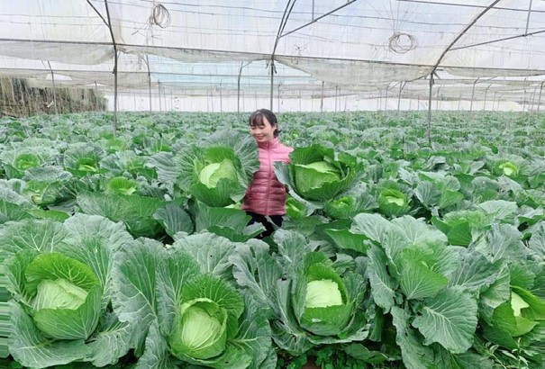 Lào Cai Đẩy mạnh sản xuất và cung ứng rau dịp Tết Nguyên Đán