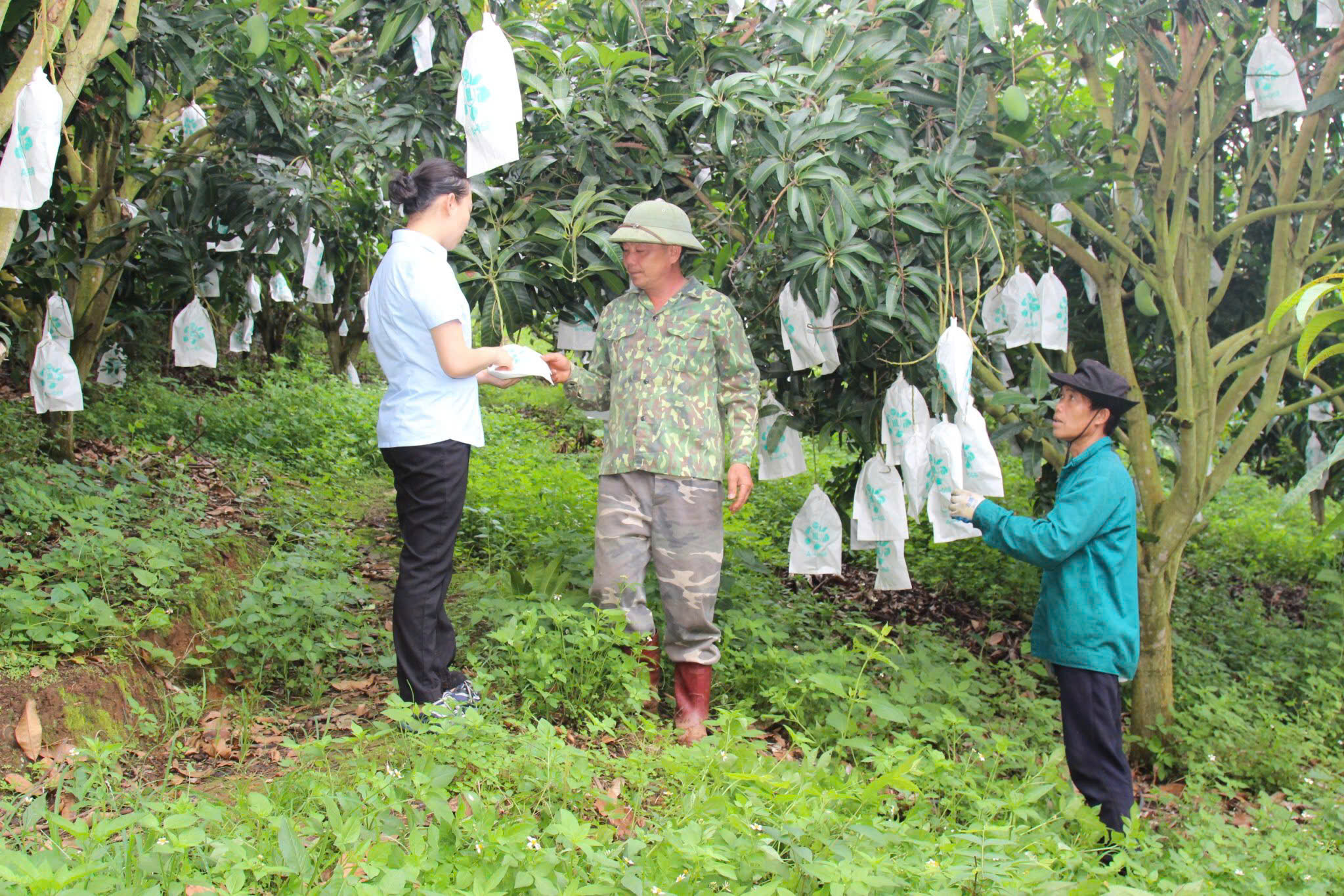 Sơn La Phát triển vùng nguyên liệu gắn với liên kết tiêu thụ sản phẩm