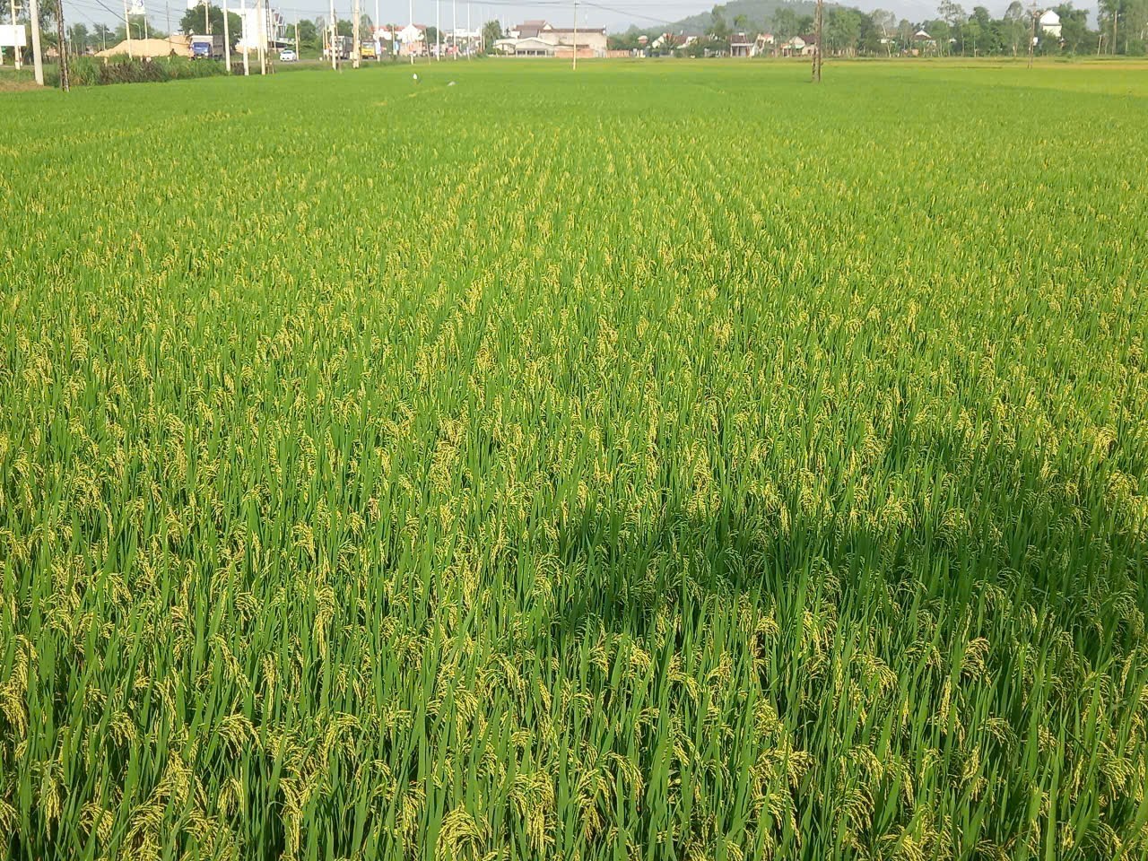 Bình Định Ứng dụng cơ giới hóa khâu gieo sạ trong thâm canh lúa