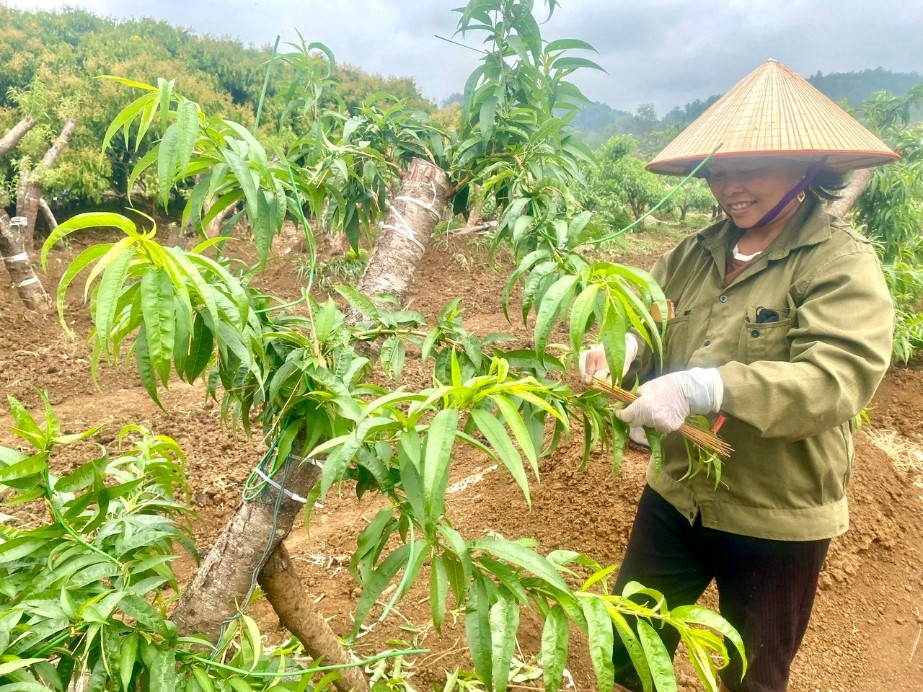 Sơn La “Trồng đào thay rau” - Hướng đi mới cho vụ Tết bội thu