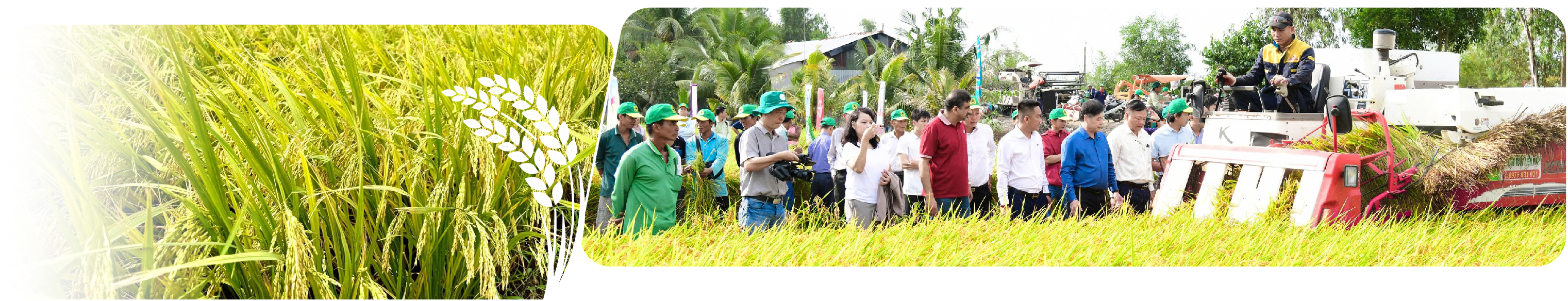 Đề án 1 triệu hec-ta lúa chất lượng cao