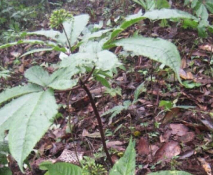 Kỹ thuật nhân giống Tam thất hoang bằng hạt