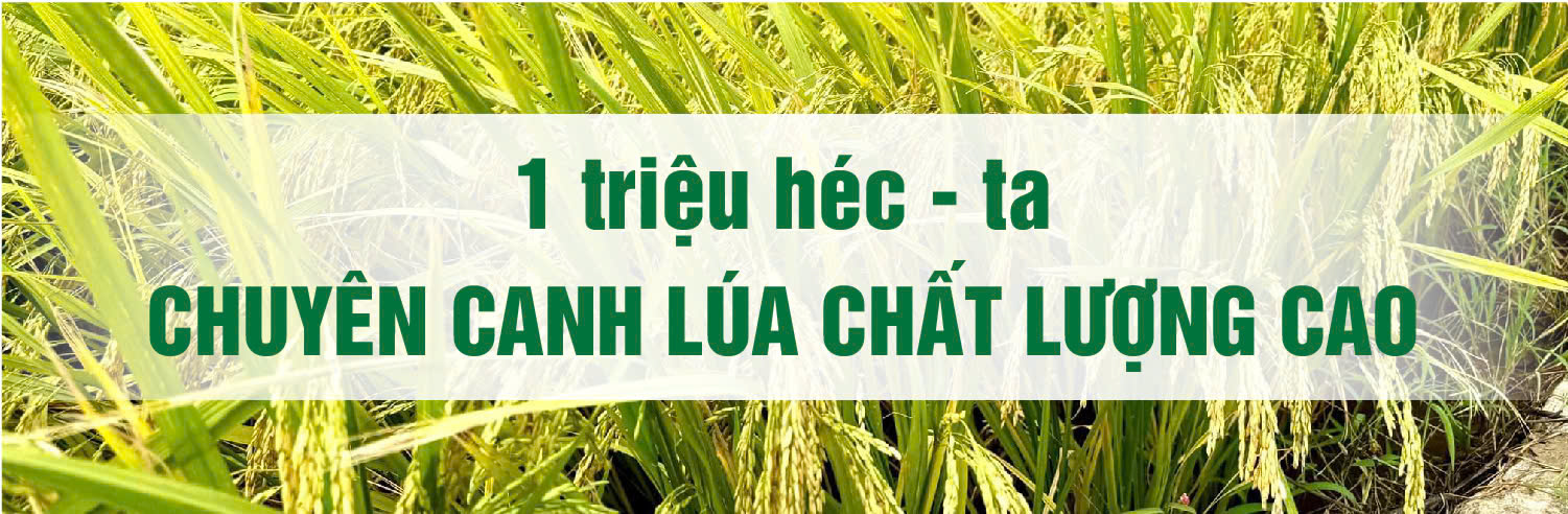 1 triệu hecta chuyên canh lúa CLC