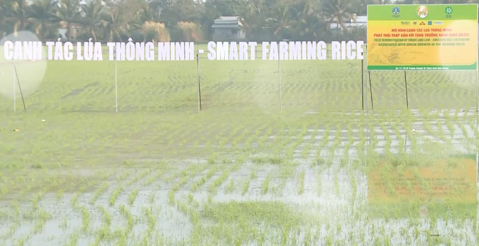 Chuyển giao kiến thức sản xuất lúa chất lượng cao và giảm phát thải