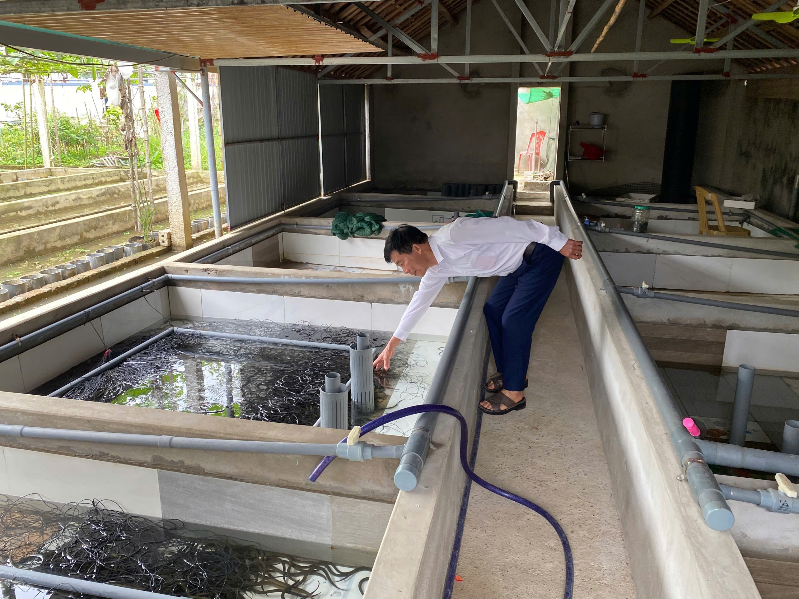 Hiệu quả mô hình nuôi lươn khép kín