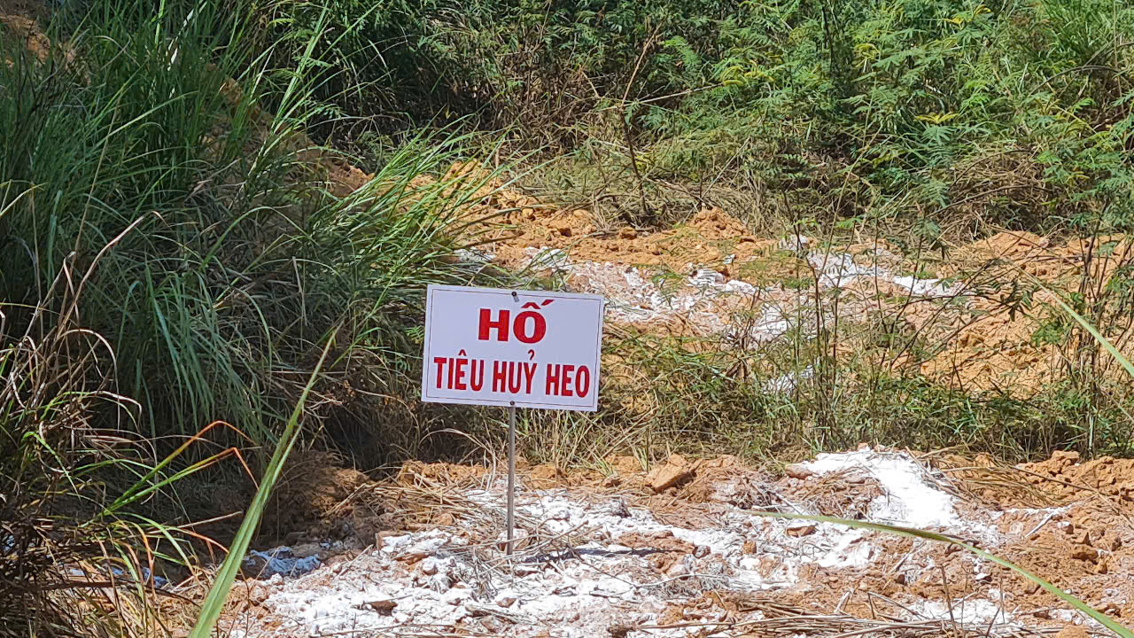 Một số giải pháp phòng chống dịch tả heo châu Phi tại các nông hộ chăn nuôi heo hiện nay