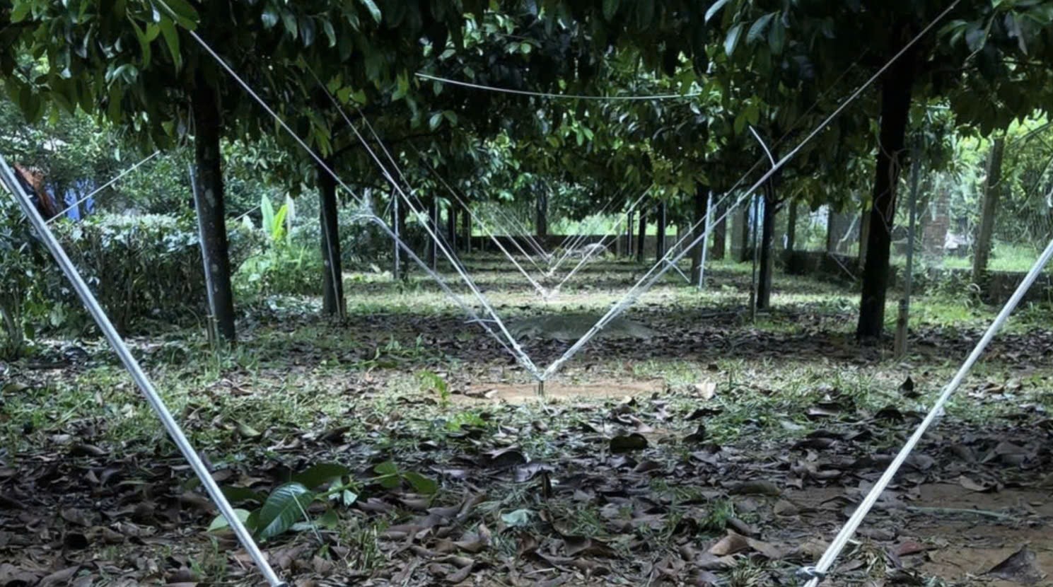 Một số biện pháp kỹ thuật cần làm để giảm thiểu thiệt hại do bão số 3 Wipha gây ra đối với cây ăn quả