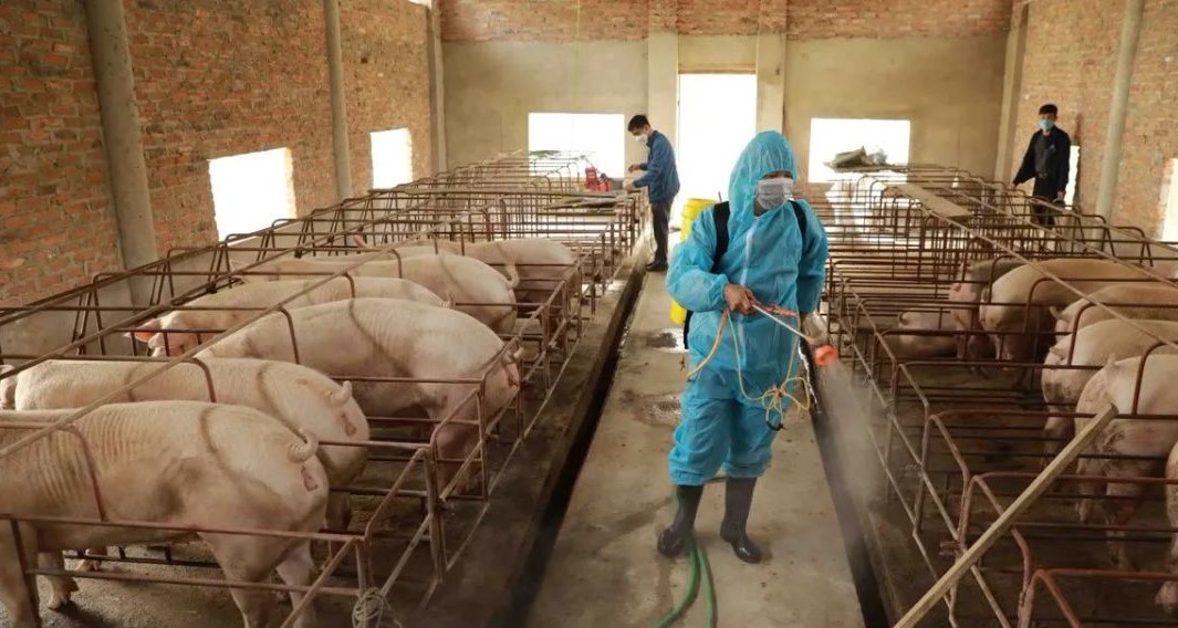 Công điện 109 CĐ-TTg của Thủ tướng Chính phủ về việc triển khai quyết liệt, đồng bộ các giải pháp phòng, chống bệnh Dịch tả lợn Châu Phi