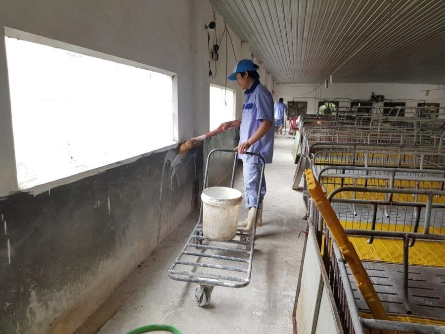 Hướng dẫn xử lý chuồng trại sau dịch tả lợn Châu Phi  Phần 1 Vệ sinh chuồng nuôi