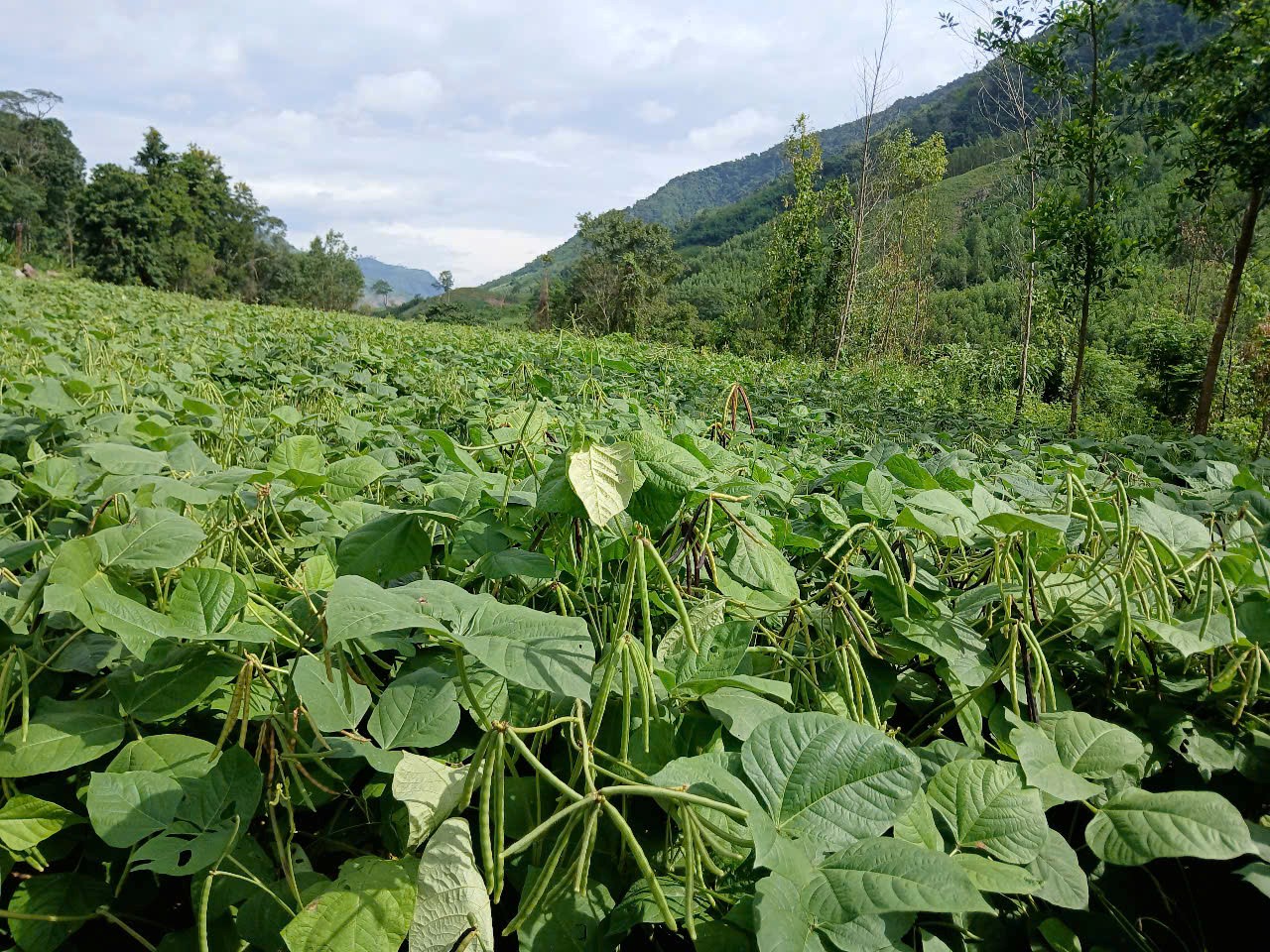 Gia Lai Hiệu quả từ mô hình trồng đậu xanh trên đất chuyển đổi trong điều kiện nắng hạn