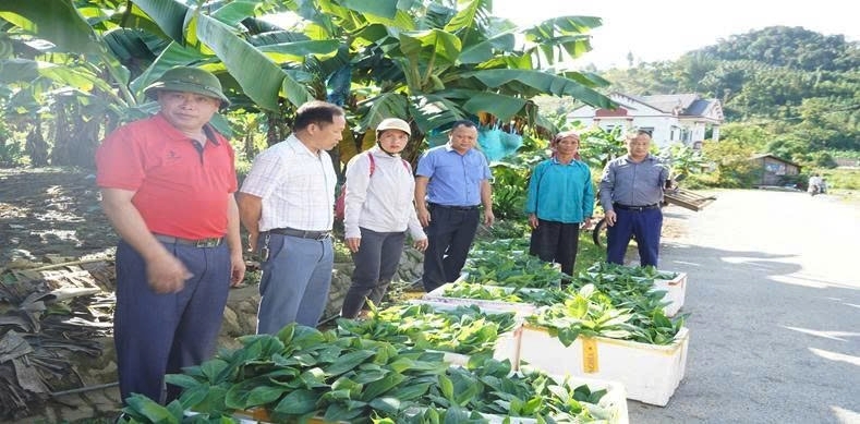 Chuối – cây làm giàu của người dân xã Mường Khương