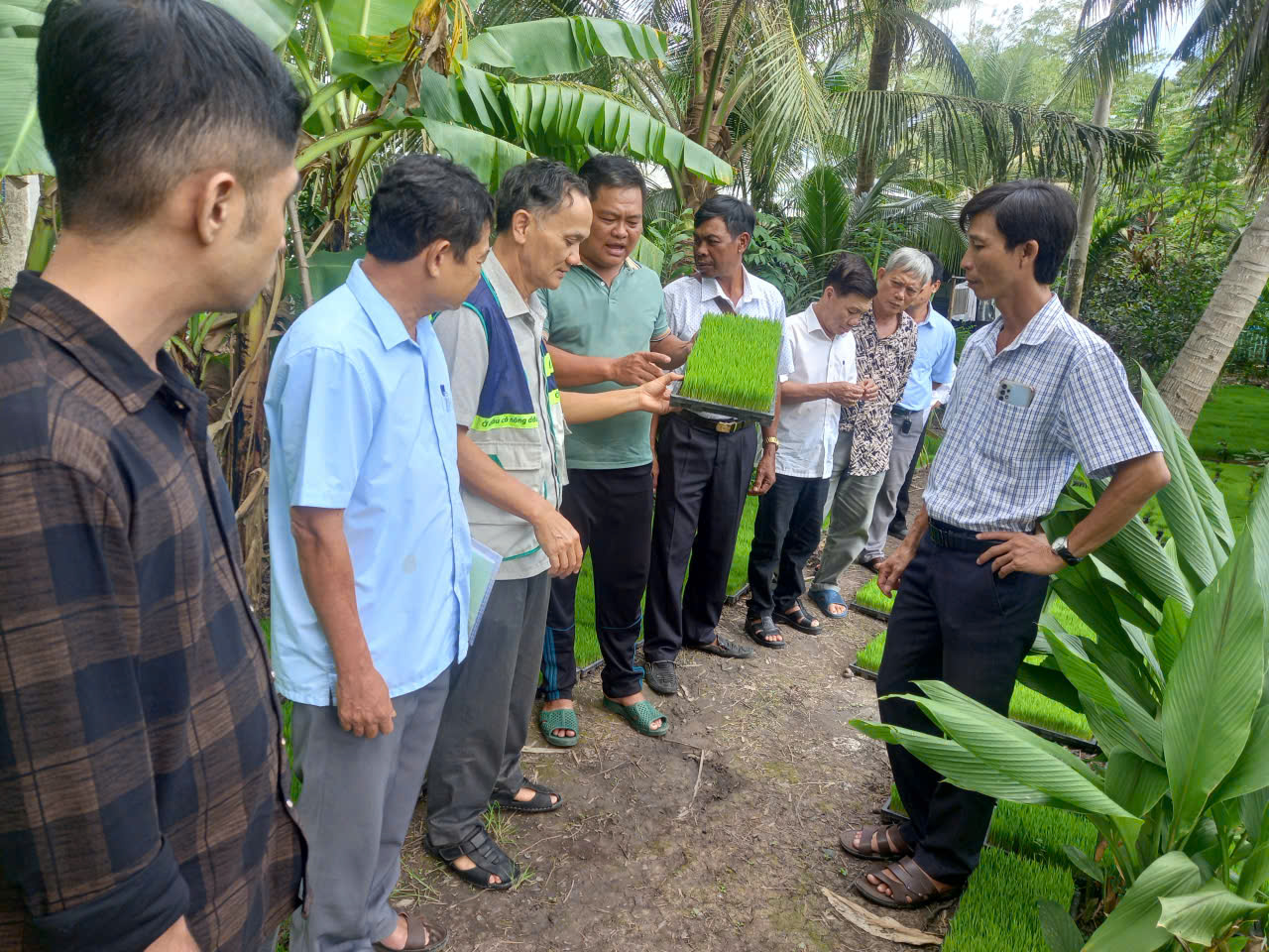 Vĩnh Long Tập huấn quy trình kỹ thuật sản xuất lúa chất lượng cao, phát thải thấp gắn với liên kết tiêu thụ sản phẩm