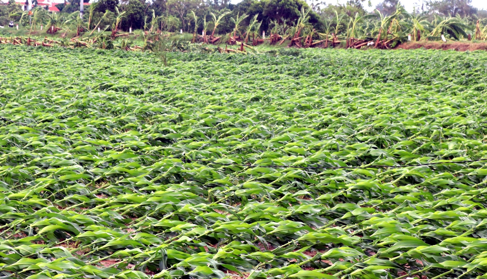 Khẩn trương khôi phục sản xuất sau bão số 10