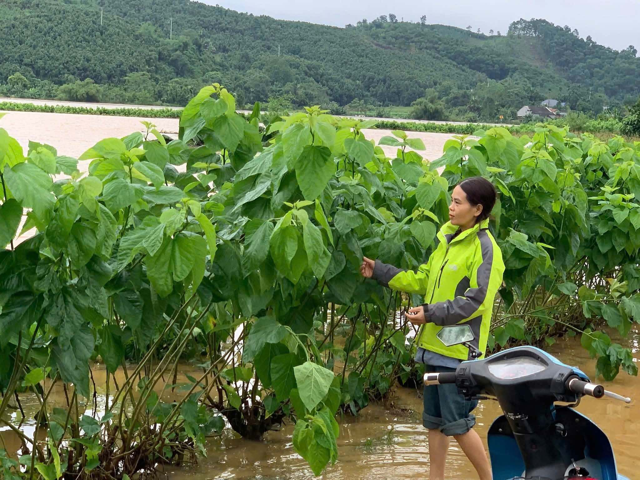 Lào Cai nhanh chóng triển khai giải pháp khôi phục sản xuất nông nghiệp sau bão số 10