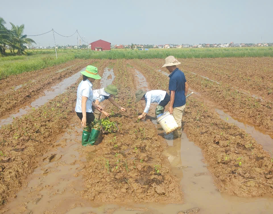Triển khai các hoạt động khôi phục sản xuất sau bão số 10
