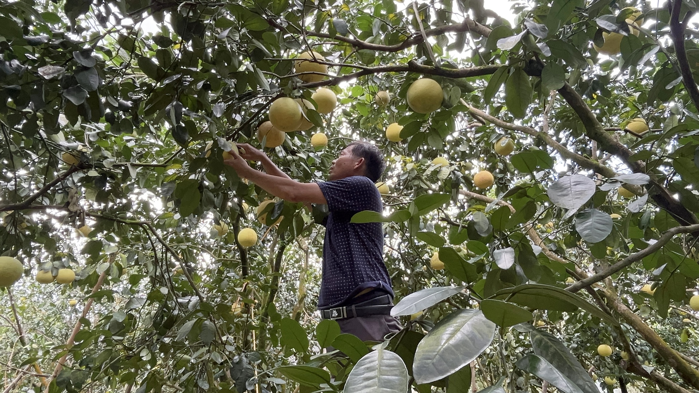 Hướng dẫn khôi phục cây bưởi bị đổ ngã sau bão