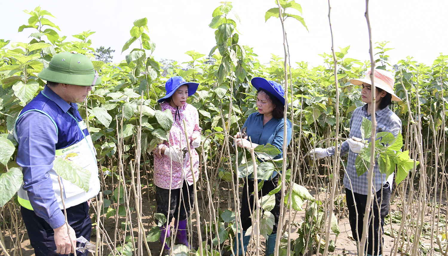 Trung tâm Khuyến nông quốc gia đồng hành cùng nông dân Lào Cai phục hồi sản xuất sau bão lũ