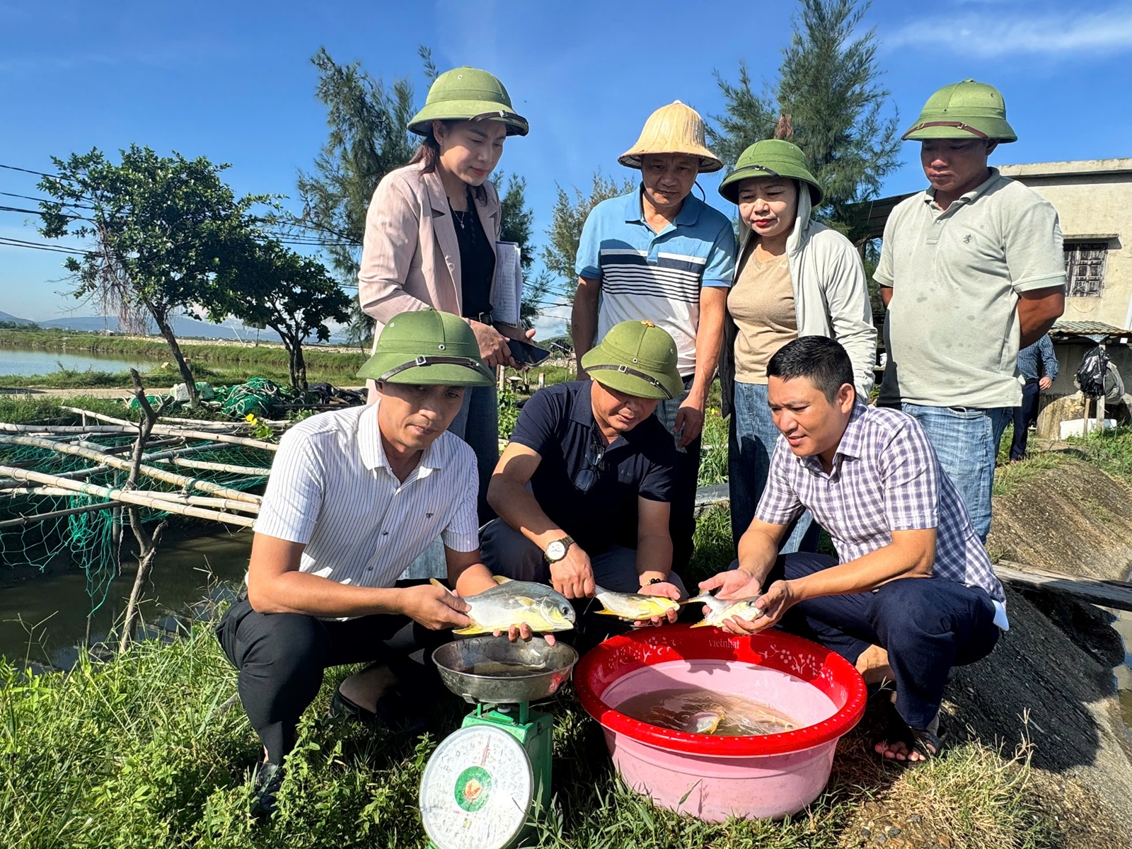 Từ ao nuôi đến thương hiệu VietGAP – Hành trình bền vững của cá chim vây vàng tại Hà Tĩnh